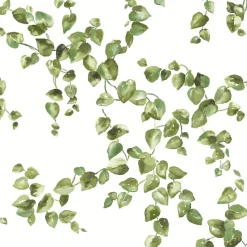 York FH4036 Green Creeping Fig Vine Wallpaper Outlet